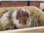 Adopt George a Guinea Pig small animal in Oceanside, CA (39020808)