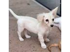 Adopt Norway a Mixed Breed (Medium) / Mixed dog in Rancho Santa Fe