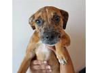 Adopt Tinkerbell a Merle Mixed Breed (Medium) / Mixed dog in Rancho Santa Fe