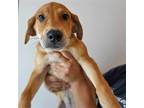 Adopt Tucker a Mixed Breed (Medium) / Mixed dog in Rancho Santa Fe