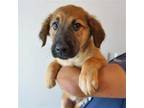 Adopt Tammy a Mixed Breed (Medium) / Mixed dog in Rancho Santa Fe, CA (39028926)