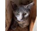 Adopt Ila a Gray or Blue Domestic Shorthair / Mixed cat in Yucaipa