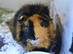 Adopt CHEBACCA a Guinea Pig (medium coat) small animal in Denver, CO (38971689)