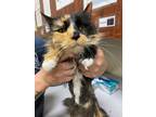 Adopt 2023-08-143 *Alicia* a Domestic Longhair / Mixed (short coat) cat in