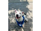Adopt Gia (Underdog) a White American Pit Bull Terrier / Mixed dog in New