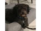 Adopt Smokey 2 a Gray/Silver/Salt & Pepper - with Black Poodle (Standard) /