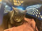 Adopt Lilly a Gray or Blue Domestic Shorthair / Domestic Shorthair / Mixed cat