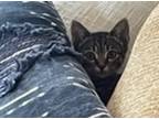 Adopt Gabriel a Domestic Shorthair / Mixed cat in Raleigh, NC (38943701)