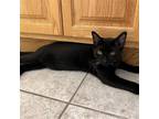 Adopt Pumpernickel a All Black Domestic Shorthair / Mixed cat in Candler