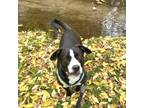 Adopt Guapo a Black Border Collie / Terrier (Unknown Type