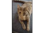 Adopt Dianne a Tortoiseshell Calico / Mixed (short coat) cat in Rural Hall
