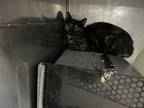 Adopt Barn Cat Betty a All Black Domestic Shorthair / Domestic Shorthair / Mixed