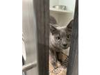 Adopt Luna a Gray or Blue Domestic Shorthair / Domestic Shorthair / Mixed cat in
