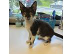 Adopt Free Willy a Domestic Shorthair / Mixed cat in Birdsboro, PA (39042265)