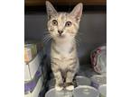 Adopt Diamond Sparkles a Domestic Shorthair / Mixed cat in Birdsboro