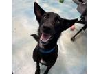Adopt Rizzo a Black Shepherd (Unknown Type) / Mixed dog in Corpus Christi