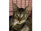 Adopt Phoebe a Brown Tabby Domestic Shorthair (short coat) cat in Manchester