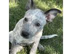Adopt Lourdes a White - with Tan, Yellow or Fawn Cattle Dog / Mixed dog in
