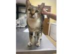 Adopt F23 FC 1079 Stash a Brown or Chocolate Domestic Shorthair / Domestic