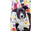 Adopt Lavender a Black Collie / Mixed dog in Cedar Rapids, IA (39041991)
