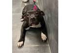 Adopt Tenny a Black American Staffordshire Terrier / Mixed dog in Jackson