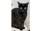 Adopt Charley a All Black Domestic Shorthair / Mixed (short coat) cat in