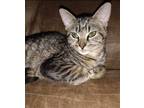 Adopt Brittany a Brown Tabby Domestic Shorthair / Mixed (short coat) cat in