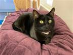 Adopt Contessa a All Black Domestic Shorthair / Mixed (short coat) cat in Seal