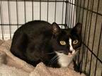 Adopt Oreo aka Max a Domestic Short Hair