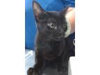 Adopt Mud a All Black Domestic Shorthair / Domestic Shorthair / Mixed cat in