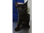 Adopt Viv a All Black Domestic Shorthair / Domestic Shorthair / Mixed cat in