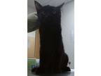 Adopt Val a All Black Domestic Shorthair / Domestic Shorthair / Mixed cat in