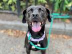 Adopt Joplin a Mixed Breed (Large) / Mixed dog in New York, NY (39041260)