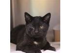 Adopt Arden a All Black Domestic Shorthair / Mixed (short coat) cat in