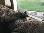 Adopt Joey a All Black Domestic Shorthair / Mixed cat in Wichita, KS (39030781)