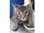 Adopt Pye a Gray or Blue Domestic Shorthair / Domestic Shorthair / Mixed cat in