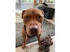 Adopt Barras a Red/Golden/Orange/Chestnut Pit Bull Terrier / Mixed dog in