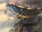 Adopt Oswalda a Turtle - Water reptile, amphibian, and/or fish in Oceanside