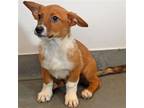 Adopt Edward a Mixed Breed (Medium) / Mixed dog in Rancho Santa Fe