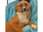 Adopt King a Mixed Breed (Medium) / Mixed dog in Rancho Santa Fe, CA (39028924)