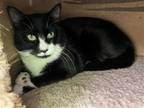 Adopt Kennedy a Domestic Shorthair / Mixed (short coat) cat in Fort Benton