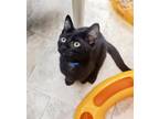 Adopt Kitten 24833 a All Black Domestic Shorthair (short coat) cat in Parlier