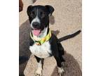 Adopt Hank a Black Labrador Retriever dog in Kingman, AZ (39040982)