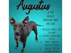 Adopt Augustus a Brindle Australian Cattle Dog / Mixed dog in Franklinton