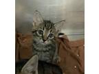 Adopt Denim a Domestic Shorthair / Mixed cat in Troy, VA (39040924)