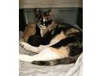 Adopt Mattel a White Domestic Shorthair / Domestic Shorthair / Mixed cat in