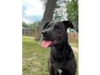Adopt Daisy (Main Campus) a Black Labrador Retriever / Mixed dog in Louisville