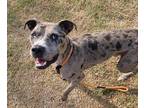 Adopt ROCKY a Gray/Blue/Silver/Salt & Pepper American Pit Bull Terrier / Mixed