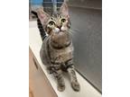 Adopt Lisa Marie QC15 8/11/23 a Brown or Chocolate Domestic Shorthair / Domestic