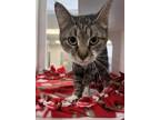 Adopt Owlet a Domestic Shorthair / Mixed cat in Topeka, KS (39040391)